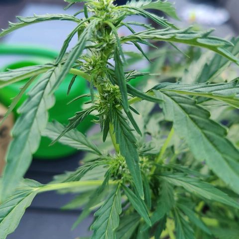 Blueberry OG  growlog timeline photo