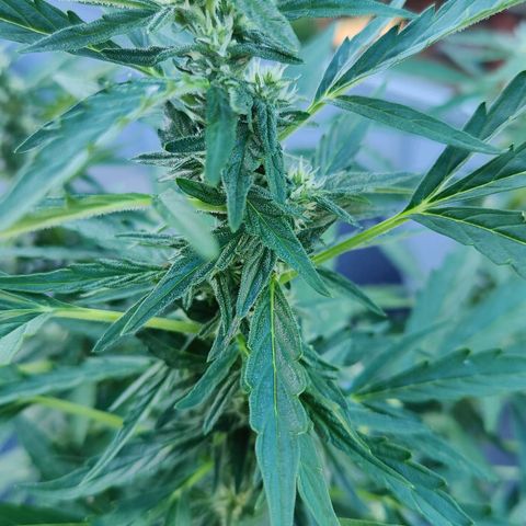 Blueberry OG  growlog timeline photo