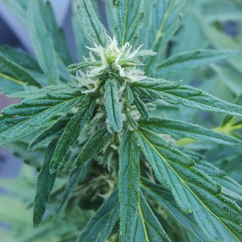 Blueberry OG  growlog timeline photo
