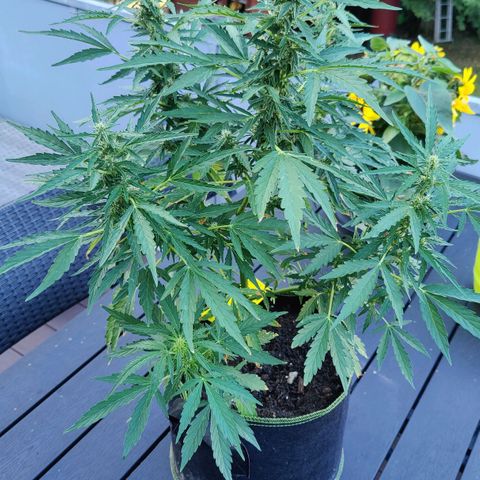 Blueberry OG  growlog timeline photo