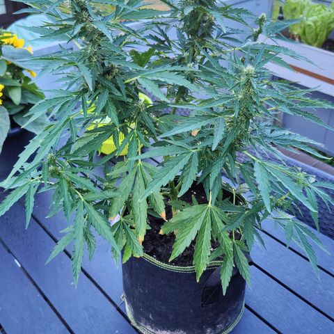 Blueberry OG  growlog timeline photo