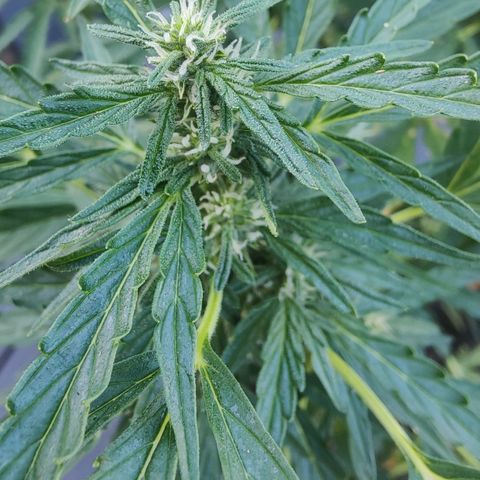 Blueberry OG  growlog timeline photo