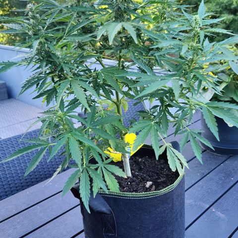 Blueberry OG  growlog timeline photo