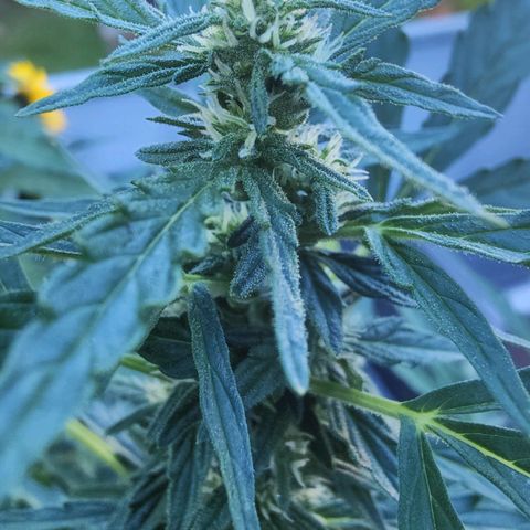 Blueberry OG  growlog timeline photo