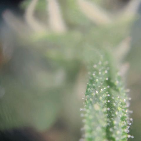 Blueberry OG  growlog timeline photo