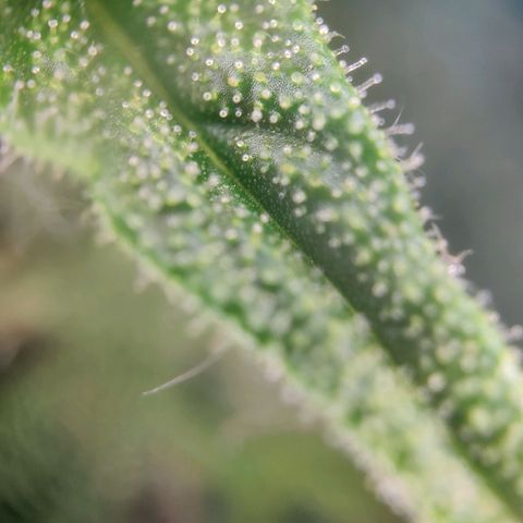 Blueberry OG  growlog timeline photo