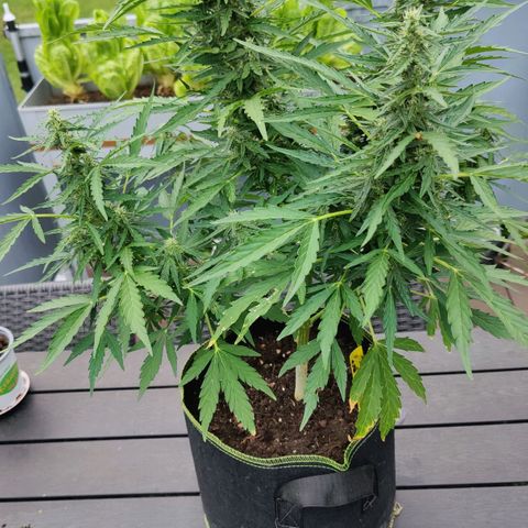 Blueberry OG  growlog timeline photo