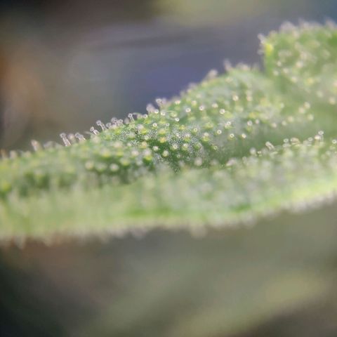 Blueberry OG  growlog timeline photo