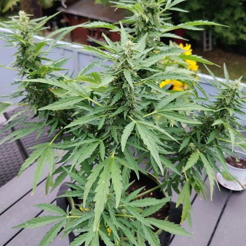 Blueberry OG  growlog timeline photo