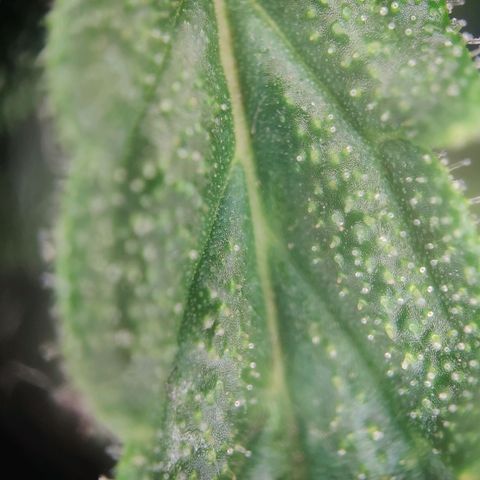 Blueberry OG  growlog timeline photo
