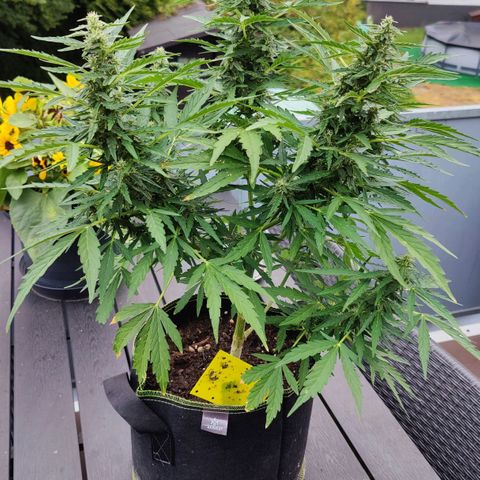 Blueberry OG  growlog timeline photo