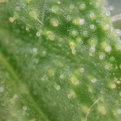 Blueberry OG  growlog timeline photo