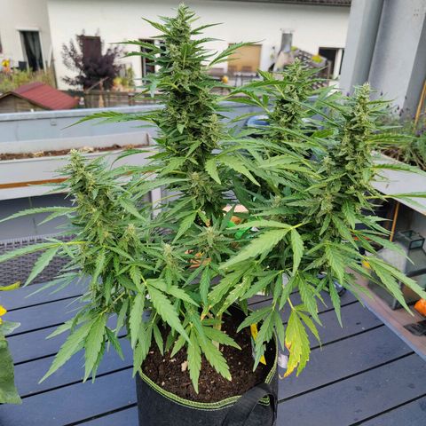 Blueberry OG  growlog timeline photo