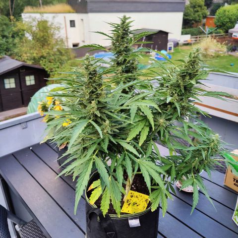 Blueberry OG  growlog timeline photo