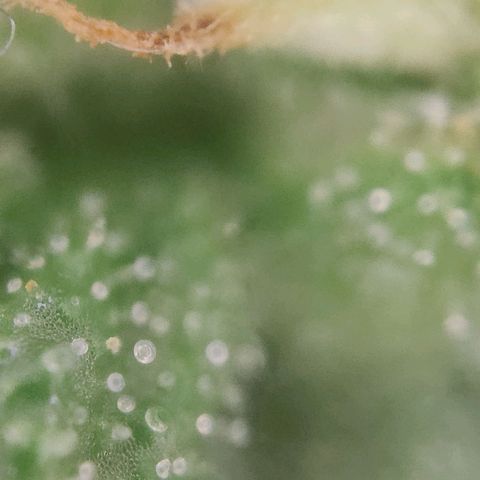 Blueberry OG  growlog timeline photo