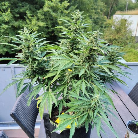 Blueberry OG  growlog timeline photo