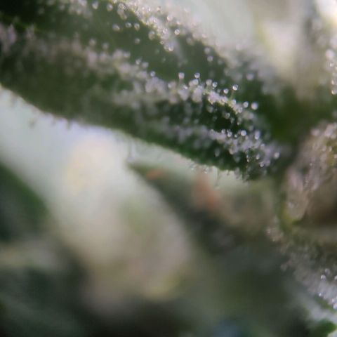 Blueberry OG  growlog timeline photo