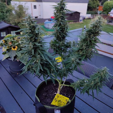Blueberry OG  growlog timeline photo