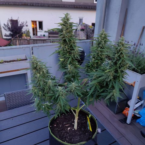 Blueberry OG  growlog timeline photo