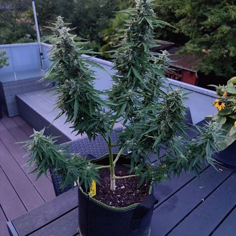 Blueberry OG  growlog timeline photo