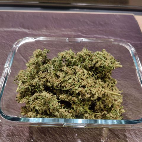 Blueberry OG  growlog photo: 40g