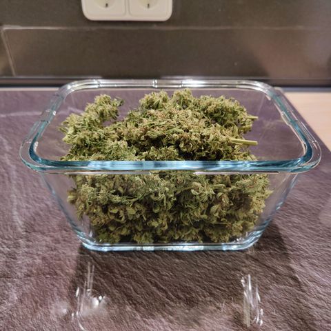 Blueberry OG  growlog photo: 40g