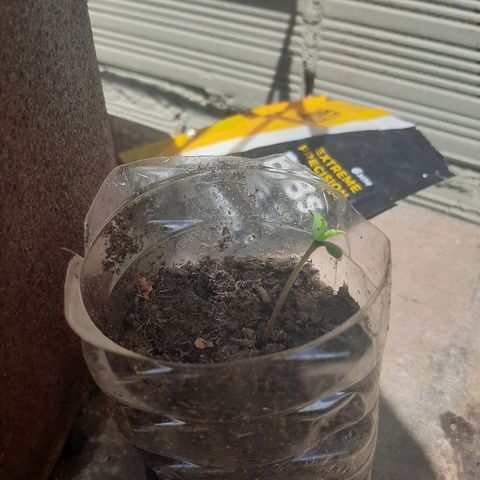 Leo growlog timeline photo