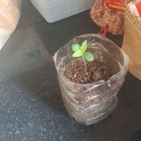 Leo growlog photo: Planta no estágio vegetativo, crescendo rapidamente, folhas serrilhadas apareceram nitidamente.
