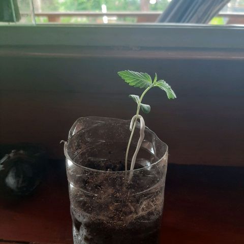 Leo growlog timeline photo