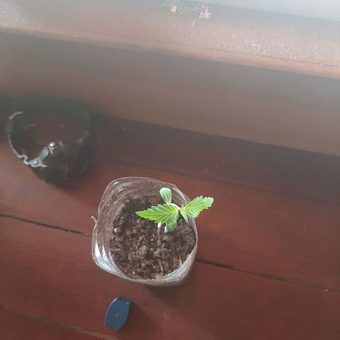 Leo growlog timeline photo