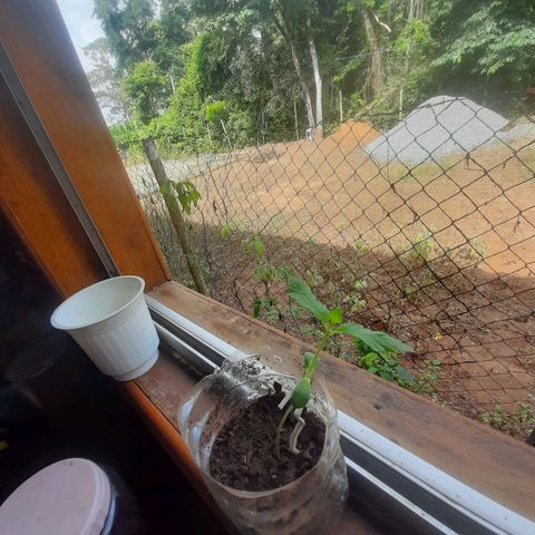 Leo growlog timeline photo