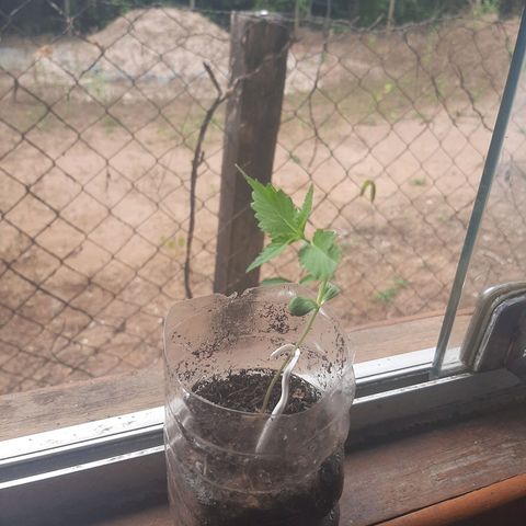 Leo growlog timeline photo