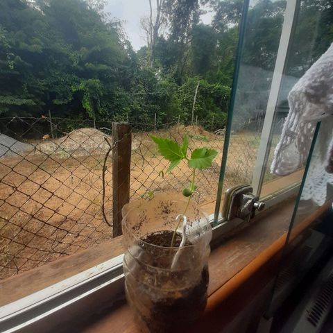 Leo growlog timeline photo