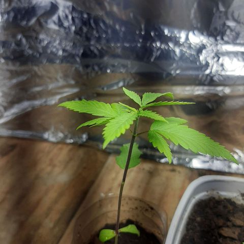 Leo growlog timeline photo