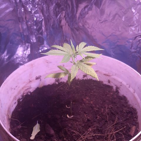 Leo growlog timeline photo