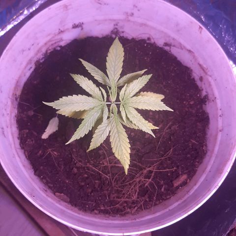 Leo growlog timeline photo