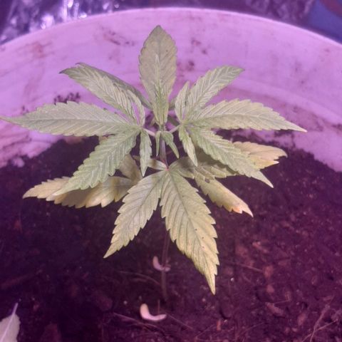 Leo growlog timeline photo
