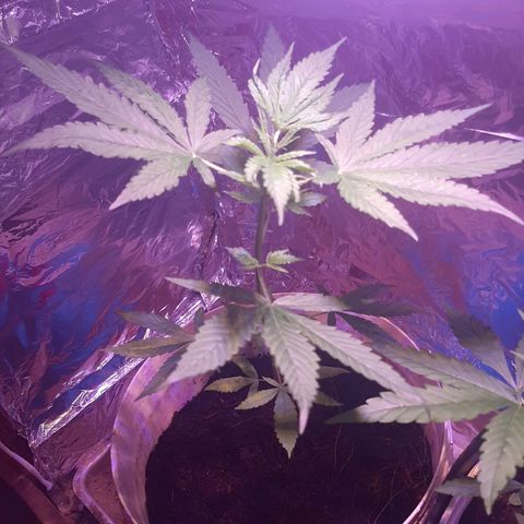 Leo growlog timeline photo