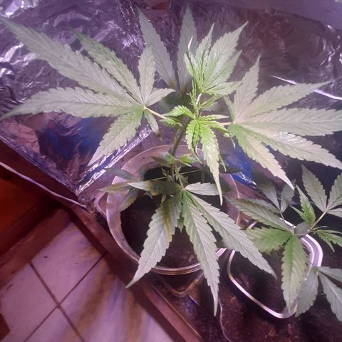Leo growlog timeline photo