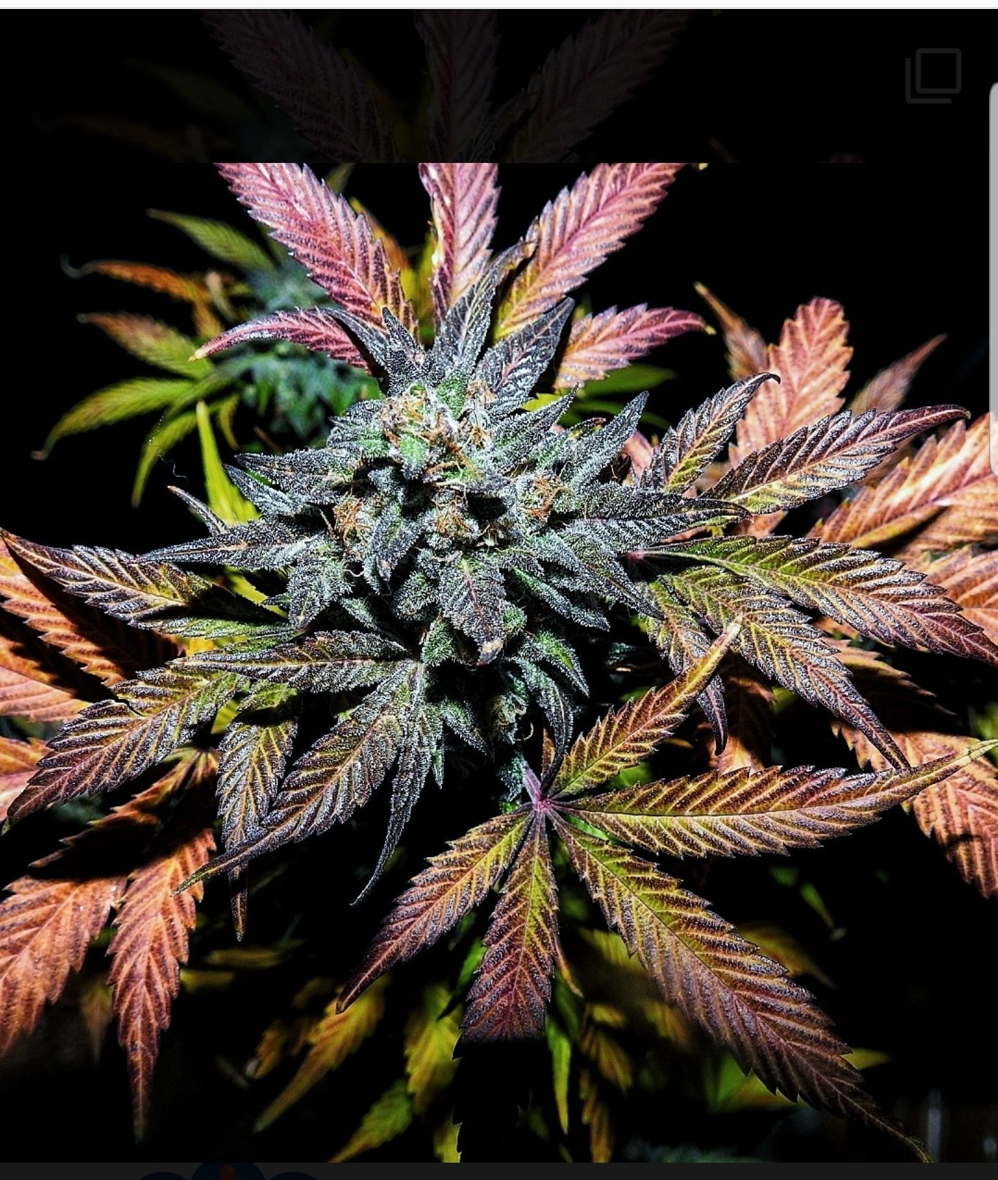Pinot Noir #2 growlog header