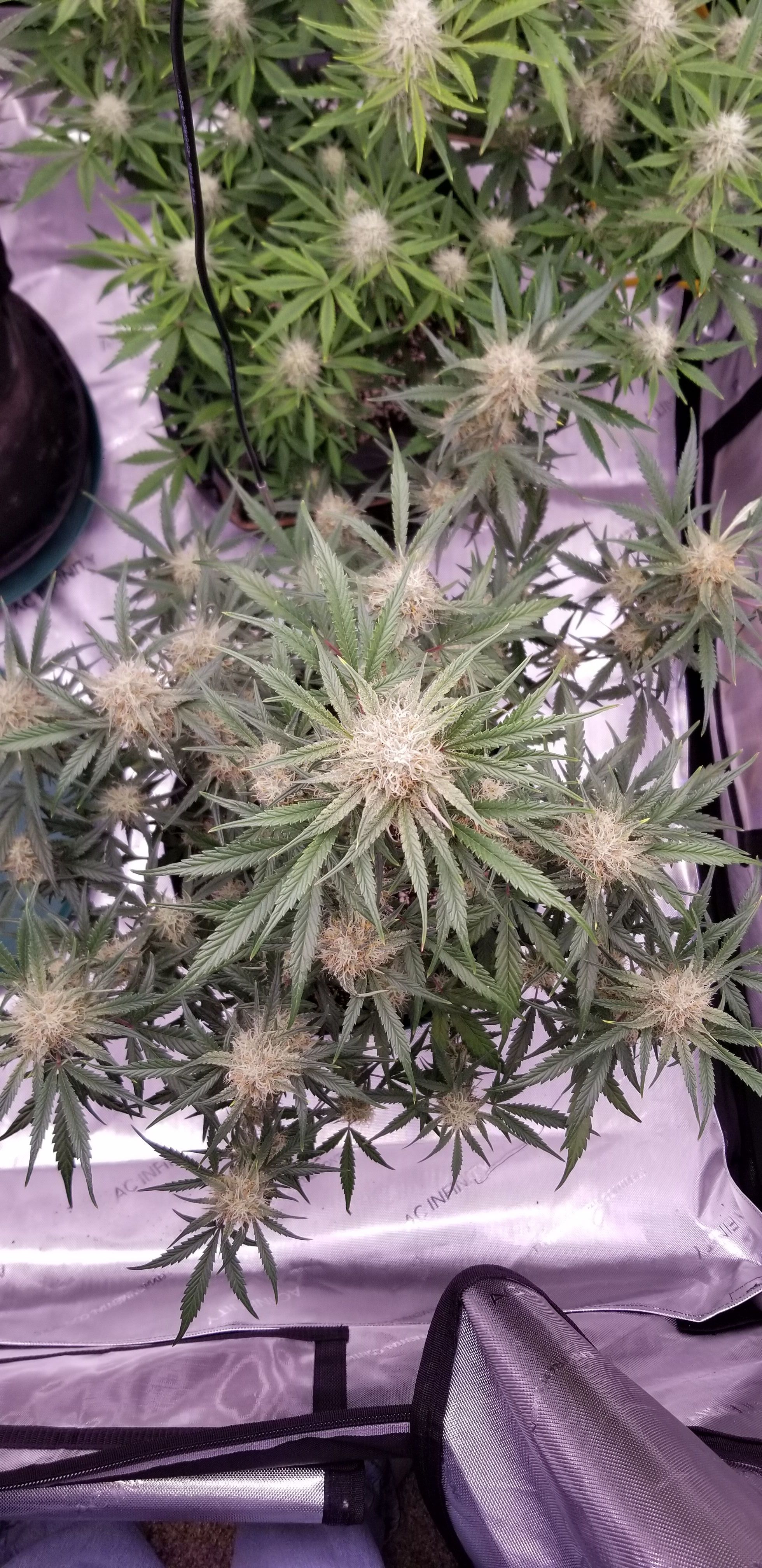 Bruce Banner Autoflower  growlog header
