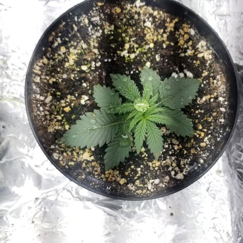 GMOxRootbeer #1 growlog timeline photo