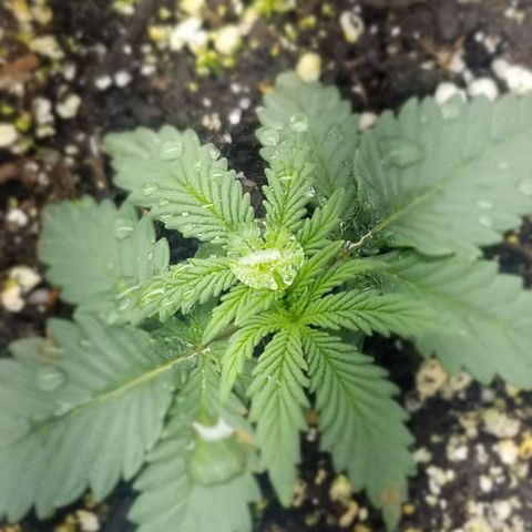 GMOxRootbeer #1 growlog timeline photo