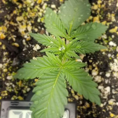GMOxRootbeer #1 growlog timeline photo