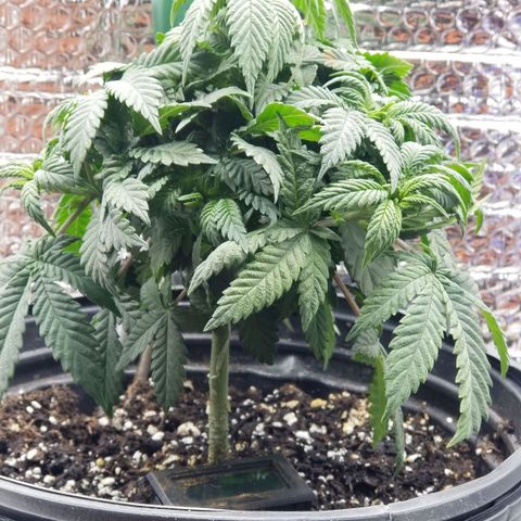 Critical Cheese growlog timeline photo