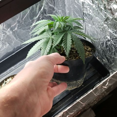 GMOxRootbeer #1 growlog timeline photo