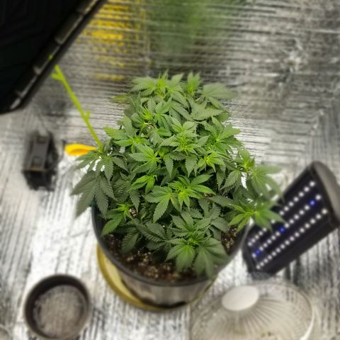 Critical Cheese growlog photo: Photos After first defoliation during late vegetation . 