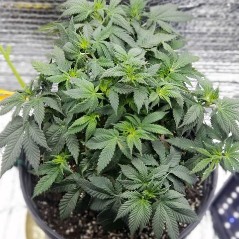 Critical Cheese growlog photo: Photos After first defoliation during late vegetation . 