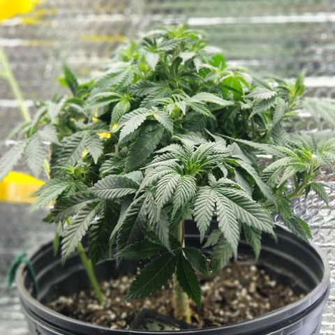 Critical Cheese growlog photo: Photos After first defoliation during late vegetation . 