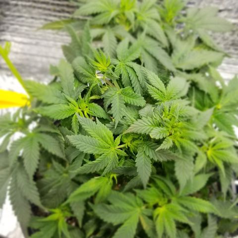 Critical Cheese growlog photo: Photos After first defoliation during late vegetation . 